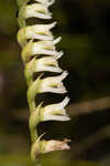 Florida lady's tresses